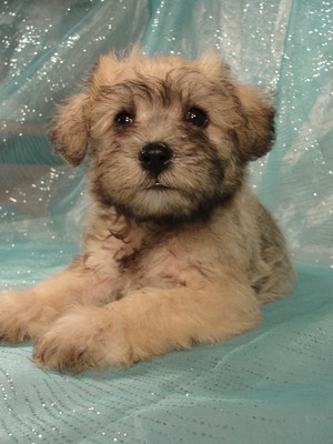 Female Schnoodle puppies for sale in Iowa August 2012